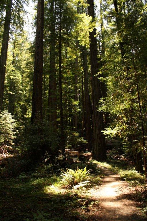 Redwoods